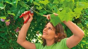 Wolf Garten RS 2500 Budama Makası Anvil