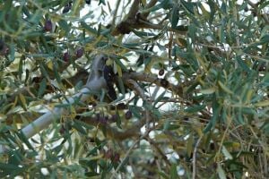 Stella Plus SP-900 Hasat Makinası Şanzımanı Yağlı Sistem Sırt tipi Tırpan Uyumlu