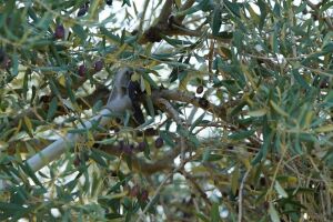 Stella Plus SP-900 Hasat Makinası Şanzımanı Yağlı Sistem Sırt tipi Tırpan Uyumlu