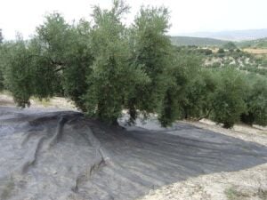 Pellenc Cotexa Zeytin Toplama Filesi 6x12 mt Yaygı