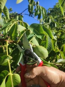 Kıng Tıger Budama Makası KT-16