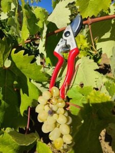 Kıng Tıger Budama Makası KT-16